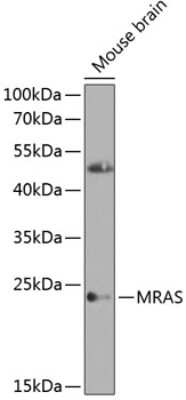 Western Blot: M-Ras/R-Ras3 AntibodyBSA Free [NBP3-03804]