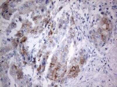 Immunohistochemistry: MAATS1 Antibody (OTI6G1) - Azide and BSA Free [NBP2-72309]