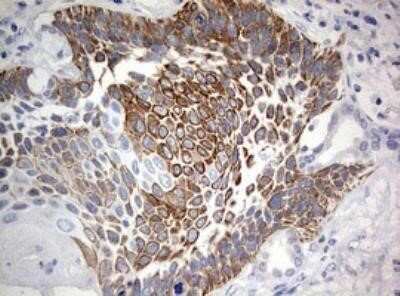 Immunohistochemistry: MAATS1 Antibody (OTI6G1) - Azide and BSA Free [NBP2-72309]