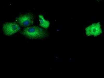 Immunocytochemistry/ Immunofluorescence: MAB21L3 Antibody (OTI2A3) [NBP2-46598]