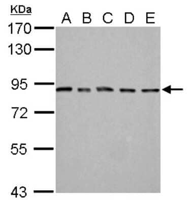 Western Blot: MAD1L1/MAD1 Antibody [NBP2-17198]