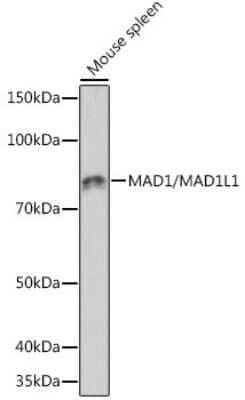 Western Blot: MAD1L1/MAD1 Antibody (7O2C2) [NBP3-16553]