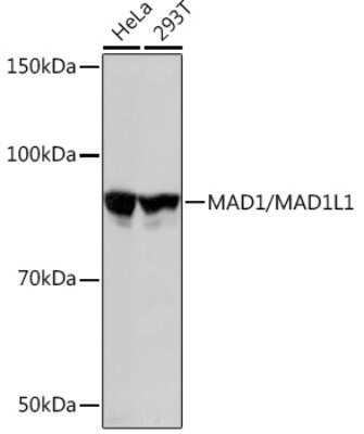 Western Blot: MAD1L1/MAD1 Antibody (7O2C2) [NBP3-16553]