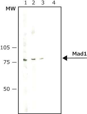 Western Blot: MAD1L1/MAD1 Antibody (9B10)BSA Free [NB120-5783]