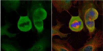 Immunocytochemistry/ Immunofluorescence: MAD1L1/MAD1 Antibody [NBP1-32775]
