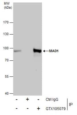 Immunoprecipitation: MAD1L1/MAD1 Antibody [NBP2-17198]