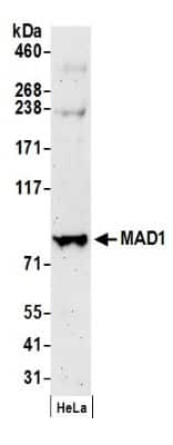 Western Blot: MAD1L1/MAD1 Antibody [NB100-569]