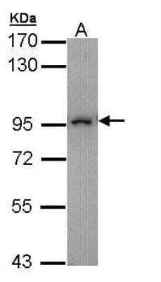 Western Blot: MAD1L1/MAD1 Antibody [NBP1-32775]
