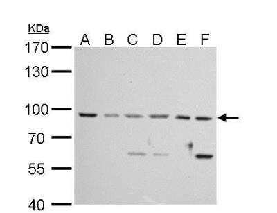 Western Blot: MAD1L1/MAD1 Antibody [NBP1-32775]