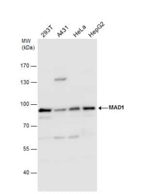 Western Blot: MAD1L1/MAD1 Antibody [NBP1-32775]