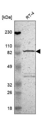 Western Blot: MAD1L1/MAD1 Antibody [NBP1-89664]