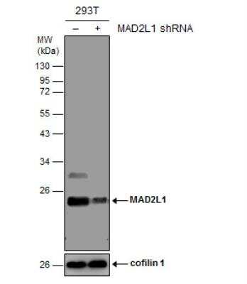 Western Blot: MAD2L1 Antibody (1761) [NBP2-43820]