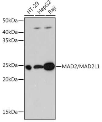 Western Blot: MAD2L1 Antibody (5W5U1) [NBP3-15384]