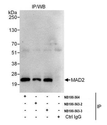 Immunoprecipitation: MAD2L1 Antibody [NB100-563]