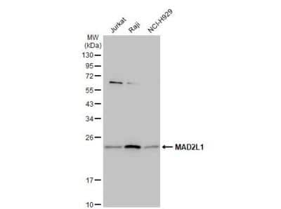 Western Blot: MAD2L1 Antibody [NBP1-31311]