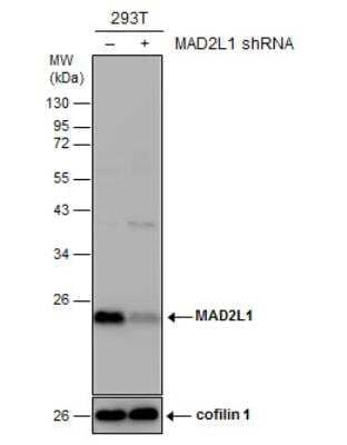 Western Blot: MAD2L1 Antibody [NBP1-33529]