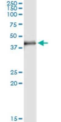 Immunoprecipitation: MAD2L1-binding protein Antibody (4B9) [H00009587-M13]