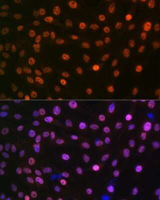 Immunocytochemistry/ Immunofluorescence: MAD2L2 Antibody (7B6I2) [NBP3-16451]