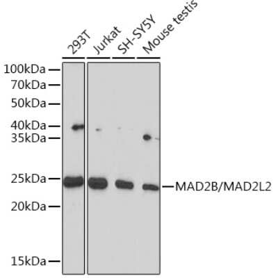 Western Blot: MAD2L2 Antibody (7B6I2) [NBP3-16451]