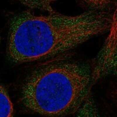 Immunocytochemistry/ Immunofluorescence: MAD2L2 Antibody [NBP3-17735]