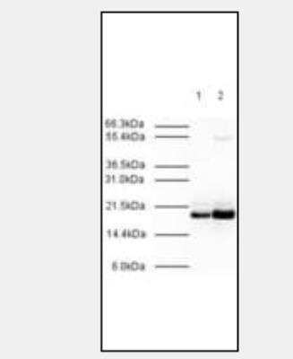 Western Blot: MAD2L2 AntibodyBSA Free [NBP1-02798]