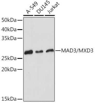 Western Blot: MAD3 Antibody (8M7B3) [NBP3-15929]