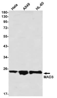 Western Blot: MAD3 Antibody (S07-6H7) [NBP3-19989]