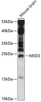 Western Blot: MAD3 AntibodyAzide and BSA Free [NBP3-03658]