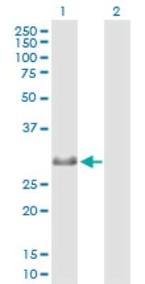 Western Blot: MAD4 Antibody [H00010608-B02P]