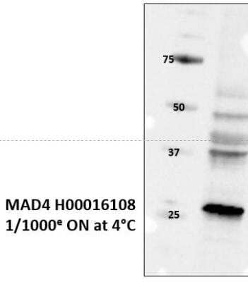 Western Blot: MAD4 Antibody [H00010608-B02P]