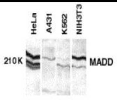 Western Blot: MADD AntibodyBSA Free [NBP1-77033]