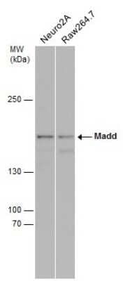 Western Blot: MADD Antibody [NBP3-12910]