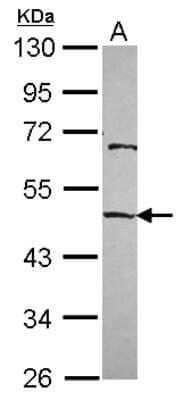 Western Blot: EMP/MAEA Antibody [NBP2-17200]