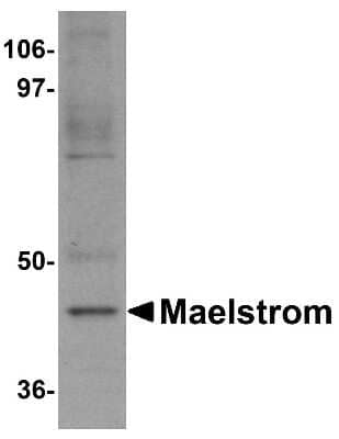 Western Blot: MAEL AntibodyBSA Free [NBP1-77139]