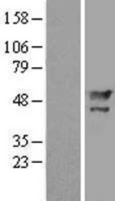 Western Blot: MAEL Overexpression Lysate [NBL1-12792]