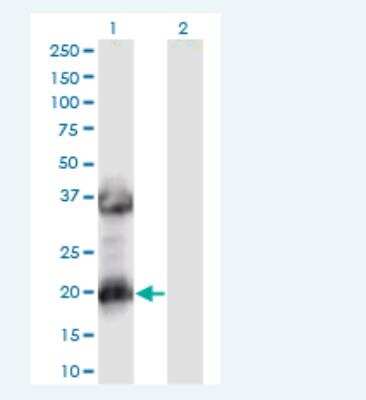 Western Blot: MAF1 Antibody (2D6) [H00084232-M02-100ug]