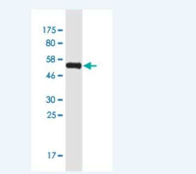 Western Blot: MAF1 Antibody (2D6) [H00084232-M02-100ug]