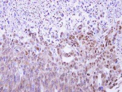 Immunohistochemistry-Paraffin: MAF1 Antibody [NBP1-31617]