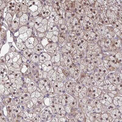 Immunohistochemistry-Paraffin: MAF1 Antibody [NBP2-33902]