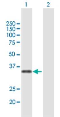 Western Blot: MAF1 Antibody [H00084232-B01P]