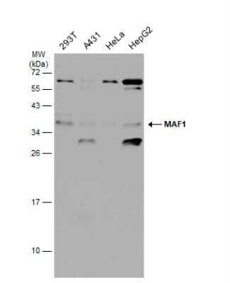 Western Blot: MAF1 Antibody [NBP1-31617]