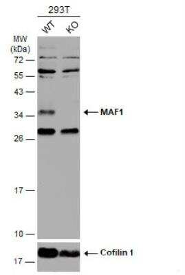 Western Blot: MAF1 Antibody [NBP1-31617]