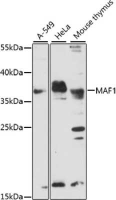 Western Blot: MAF1 AntibodyAzide and BSA Free [NBP3-04591]