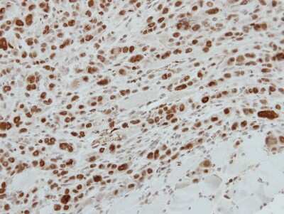 Immunohistochemistry-Paraffin: MafG Antibody [NBP2-15019]
