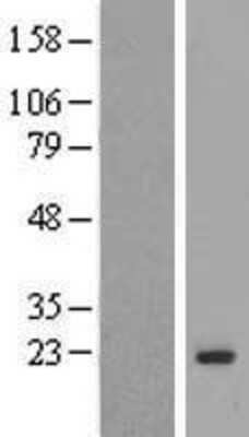 Western Blot: MafG Overexpression Lysate [NBL1-12795]