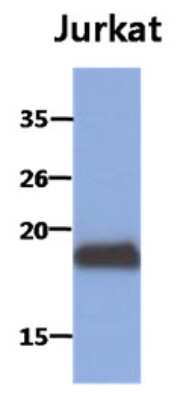 Western Blot: MafK Antibody (2F7)BSA Free [NBP2-22570]