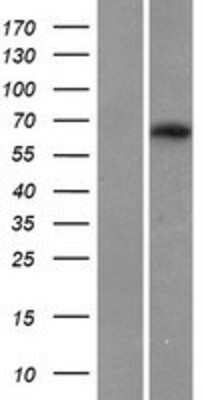 Western Blot: MAG/Siglec-4a Overexpression Lysate [NBP2-08122]