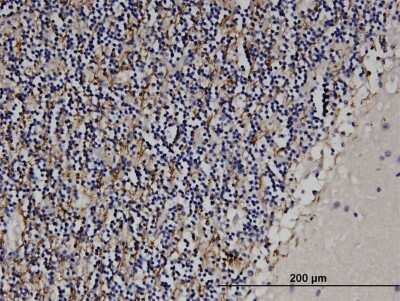 Immunohistochemistry-Paraffin: MAG/Siglec-4a Antibody (3C7) [H00004099-M35]