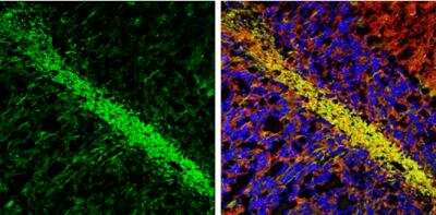 Immunohistochemistry-Frozen: MAG/Siglec-4a Antibody [NBP2-17201]