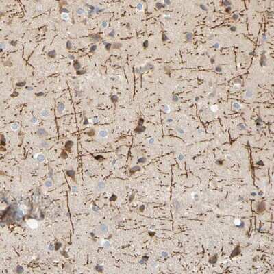 Immunohistochemistry-Paraffin: MAG/Siglec-4a Antibody [NBP1-81817]